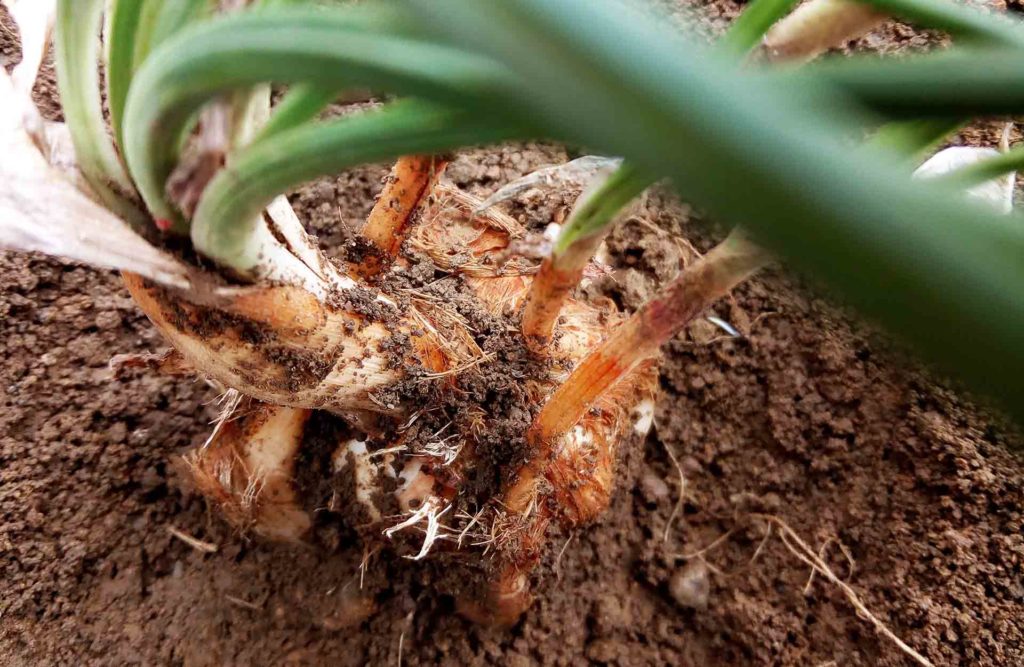 zafferano italiano aurora azzurra