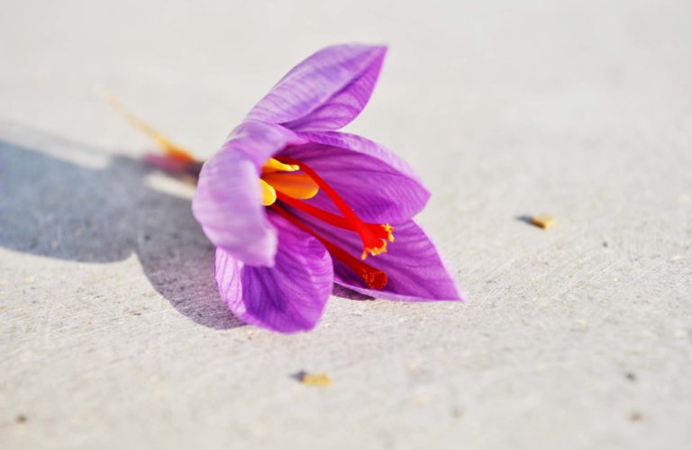 zafferano italiano aurora azzurra