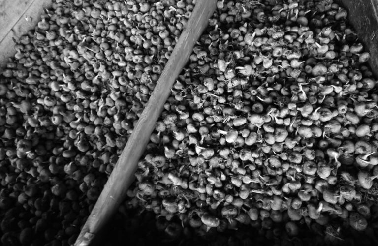 zafferano italiano aurora azzurra